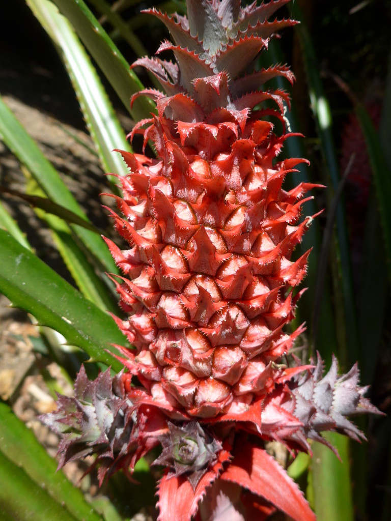 red pineapple NZ